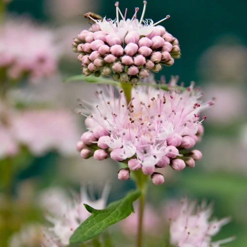 Caryopteris clandonensis 'Stephi'