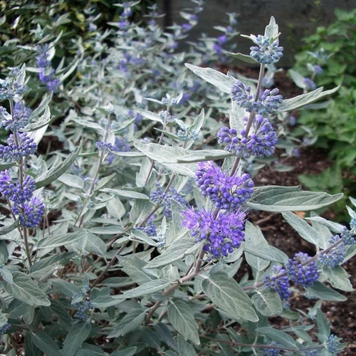 Caryopteris clandonensis 'Sterling Silver'