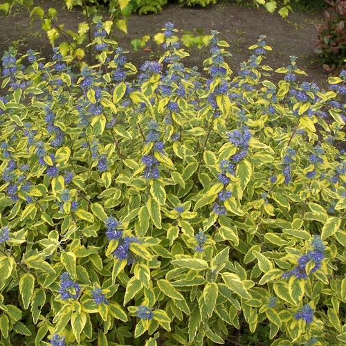 Caryopteris clandonensis 'Summer Sorbet'
