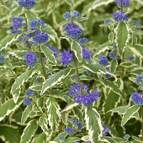 Caryopteris clandonensis 'White Surprise'