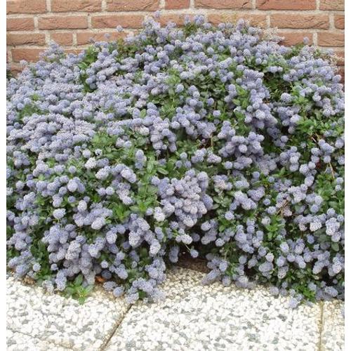 Kékvirág terülő - Ceanothus thyrsiflorus repens 40/60cm K4l