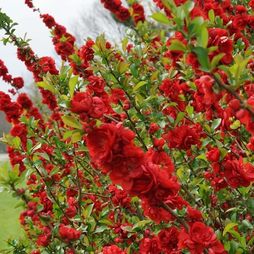 Chaenomeles japonica 'Red Joy'