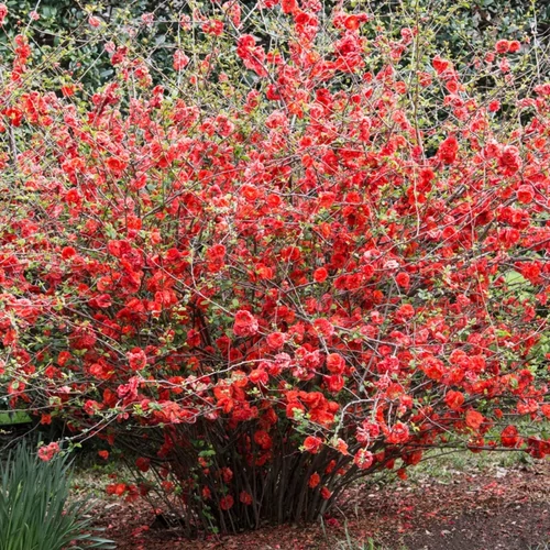 Chaenomeles