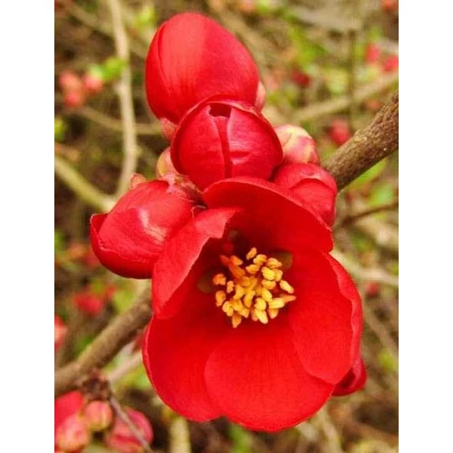 Japánbirs tűzpiros - Chaenomeles superba 'Fire Dance' 20/40cm K2l