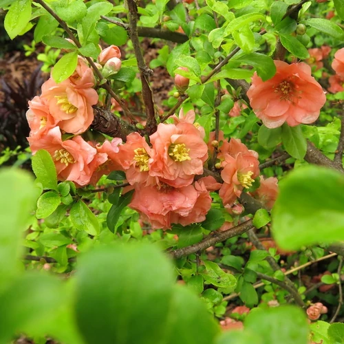 Chaenomeles superba 'Cameo'