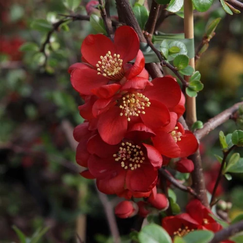 Chaenomeles superba 'Elly Moser'