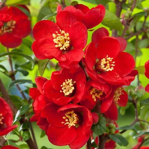 Chaenomeles superba 'Nicoline'