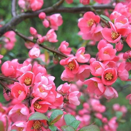 Chaenomeles superba 'Pink Lady'