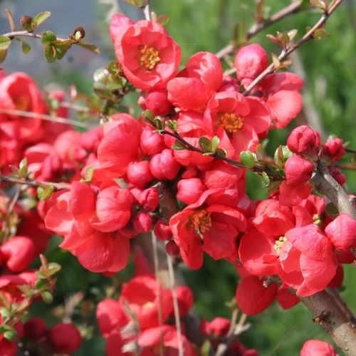 Chaenomeles superba 'Red Trail'