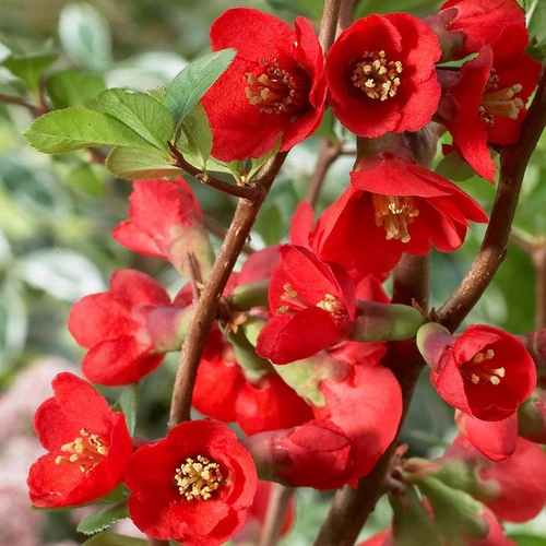 Chaenomeles superba 'Texac Scarlet'