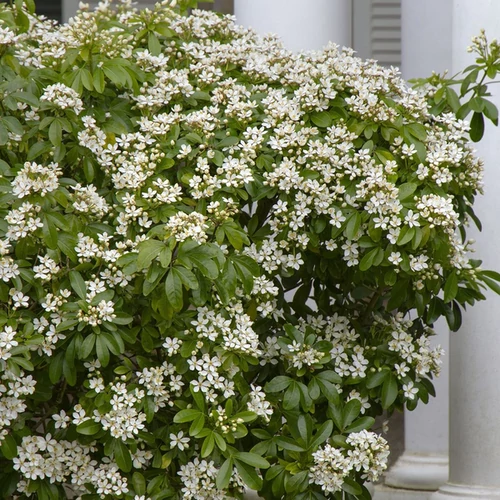 Choisya ternata 'Aztec Pearl'