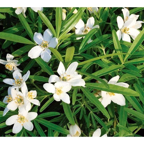 Choisya ternata 'Green Fingers'