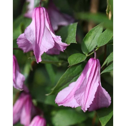 Clematis 'Alionushka'