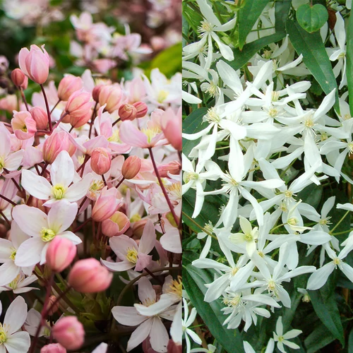 Clematis armandii Apple Blossom