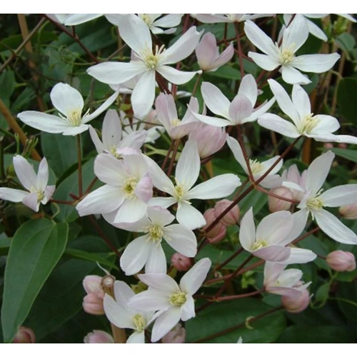 Clematis armandii 'Apple Blossom'