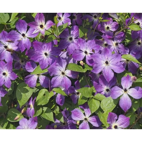 Clematis 'Cloudburst'