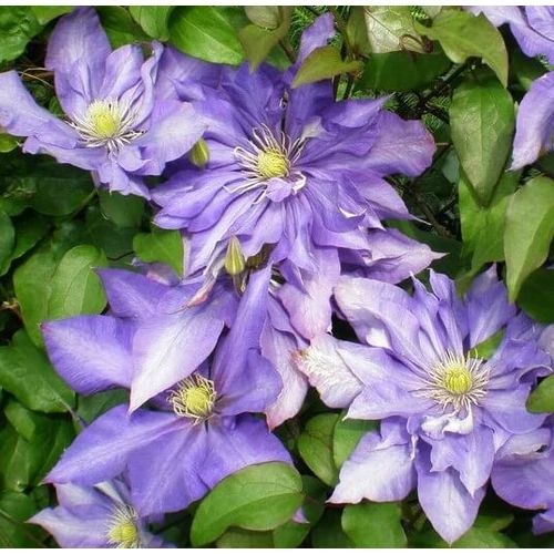 Iszalag liláskék - Clematis 'Daniel Deronda' 60/80cm K2l