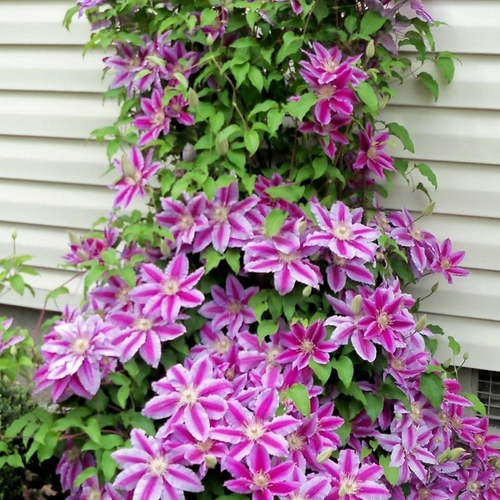 Clematis 'Dr Ruppel'