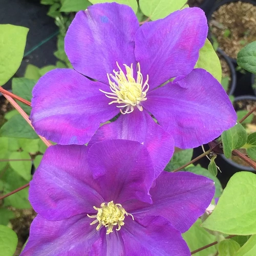 Clematis 'General Sikorski'