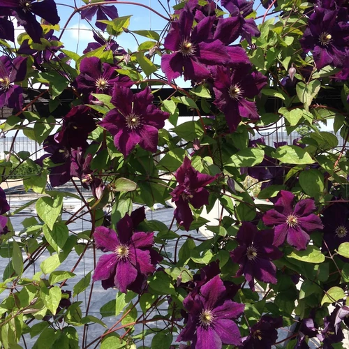 Clematis 'Grunwald'