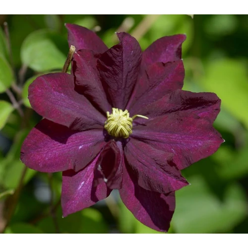 Clematis 'Jan III. Sobieski'