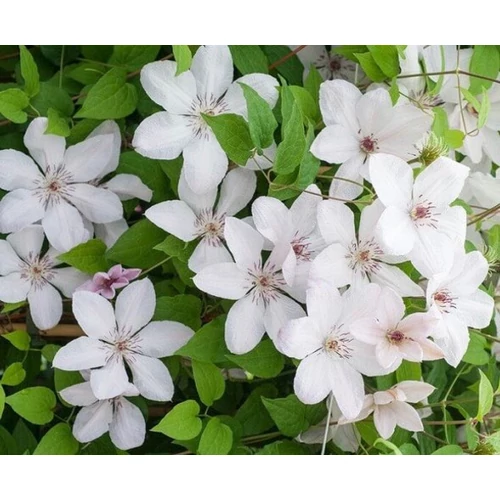 Iszalag krémfehér halvány rózsaszín csíkkal - Clematis 'John Paul II' 60/80cm K2l