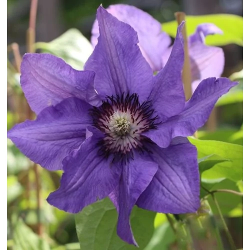 Clematis 'Königskind'