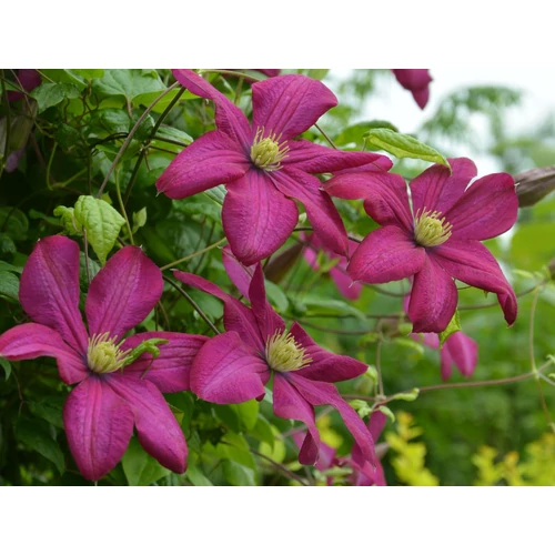 Clematis 'Kryspina'