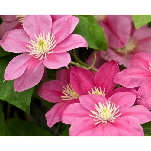 Clematis 'Little Mermaid'