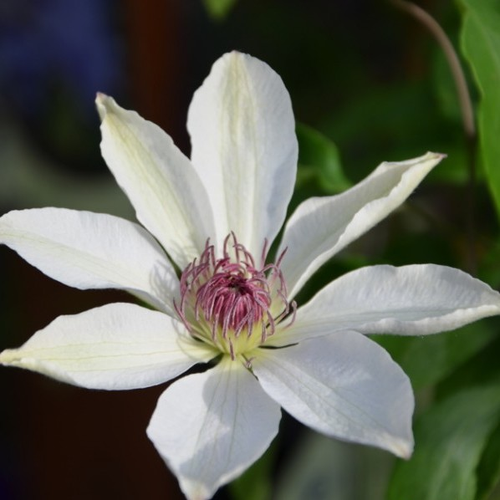 Clematis 'Matka Urszula Ledóchowska'