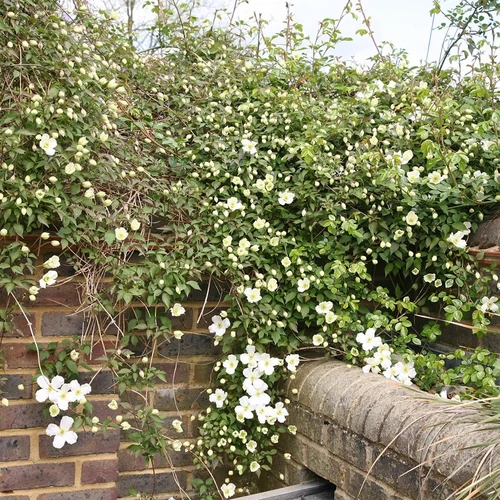 Iszalag hegyi fehér - Clematis montana 'Grandiflora' 60/80cm K2l