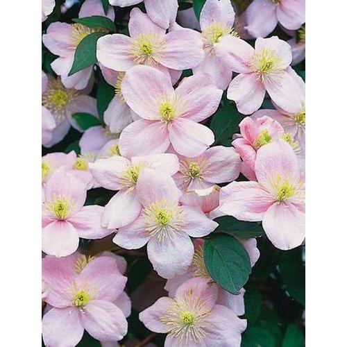 Iszalag rózsaszín  - Clematis montana 'Pink Perfection' 60/80cm K2l