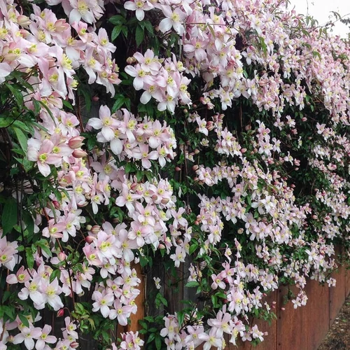 Clematis montana 'Rubens'