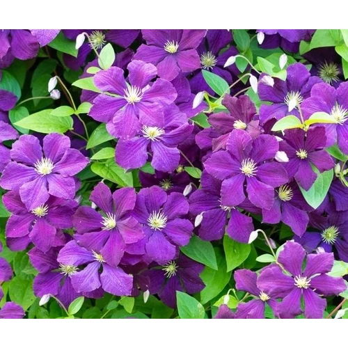 Clematis 'Polish Spirit'