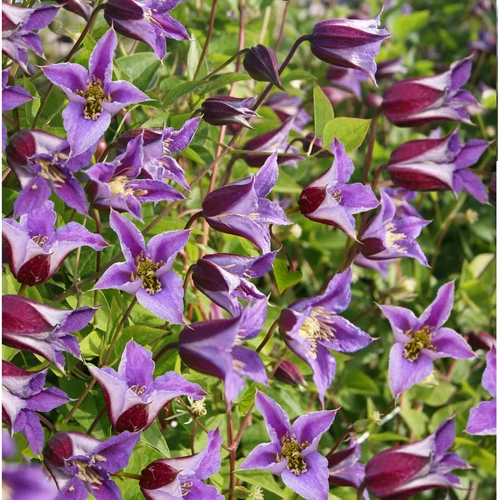 Clematis texensis 'Prince William'