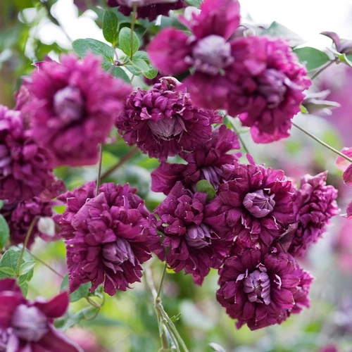 Clematis 'Purpurea Plena Elegans'