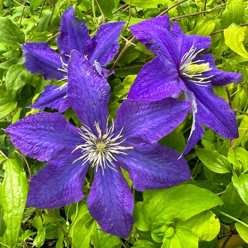 Clematis 'Rhapsody'