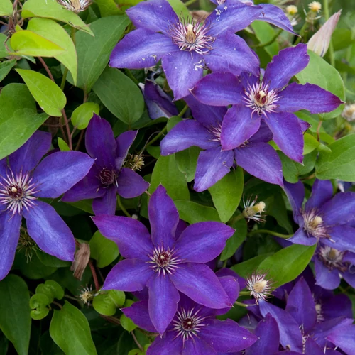 Clematis 'The President'
