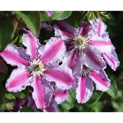 Clematis 'Tudor'