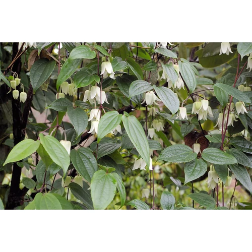 Clematis urophylla 'Winter Beauty'