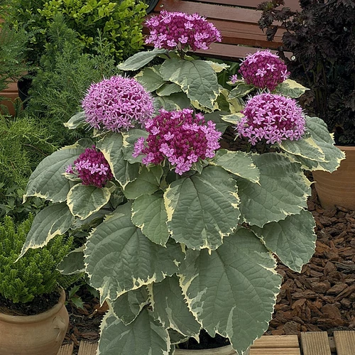Clerodendrum bungei 'Pink Diamond'