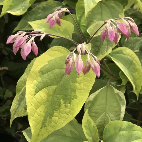 Clerodendrum trichotomum 'Variegata'