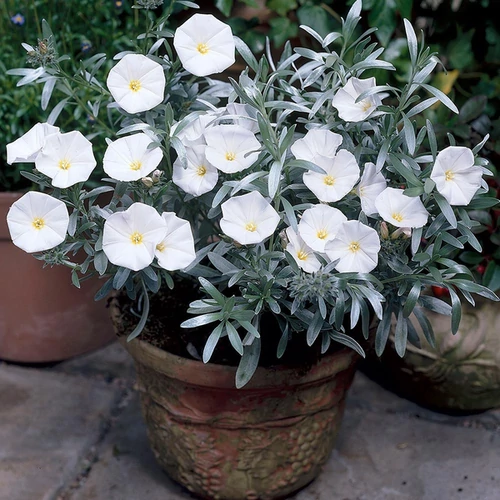 Convolvulus cneorum