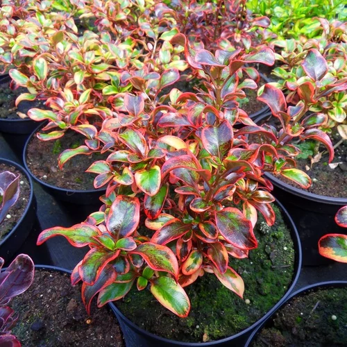 Coprosma 'Inferno'