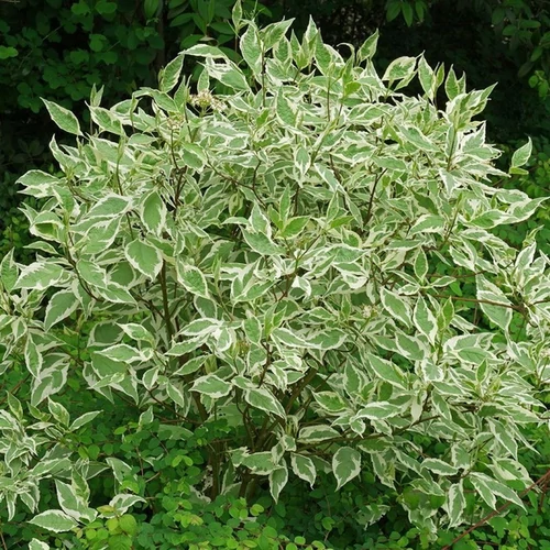Cornus alba 'Elegantissima'