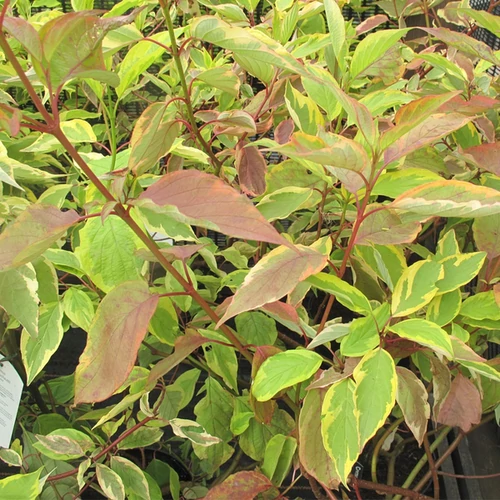 Cornus alba 'Gouchaultii'
