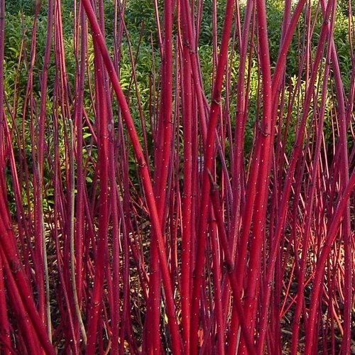 Cornus alba 'Sibirica'