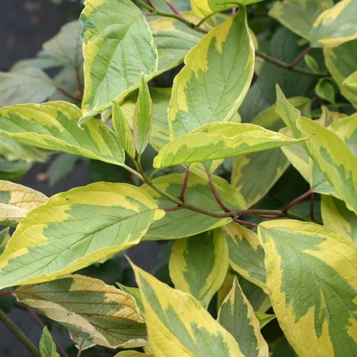 Cornus alba 'Spaethii'