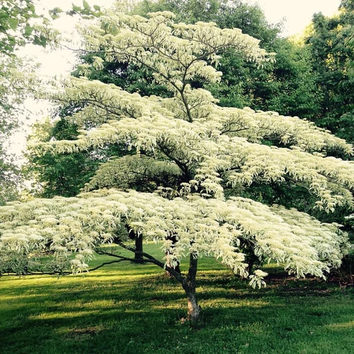 Cornus alternifolia 'Argentea'