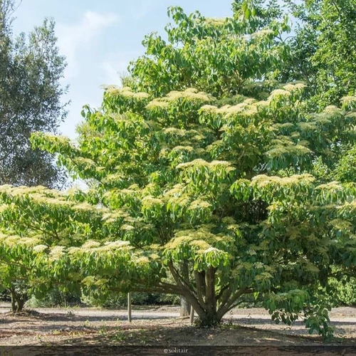 Cornus controversa 'Pagoda'